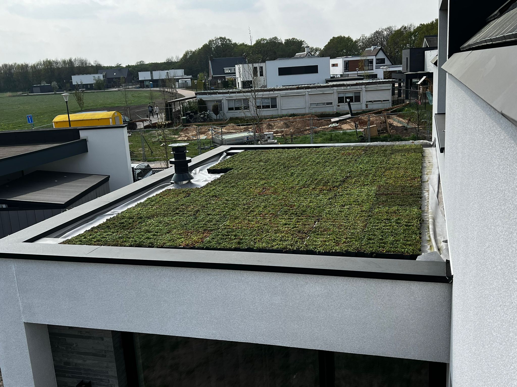 sedum op dak