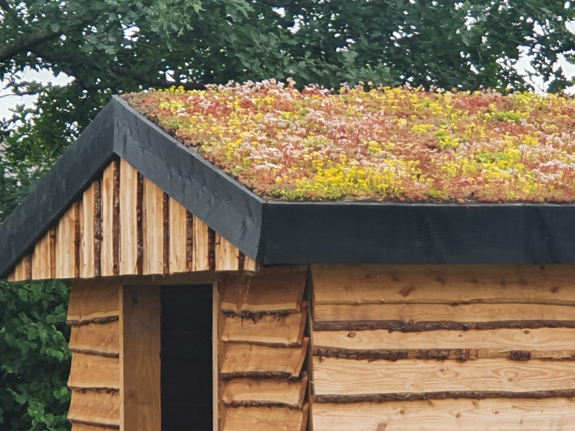 Sedum op schuin dak