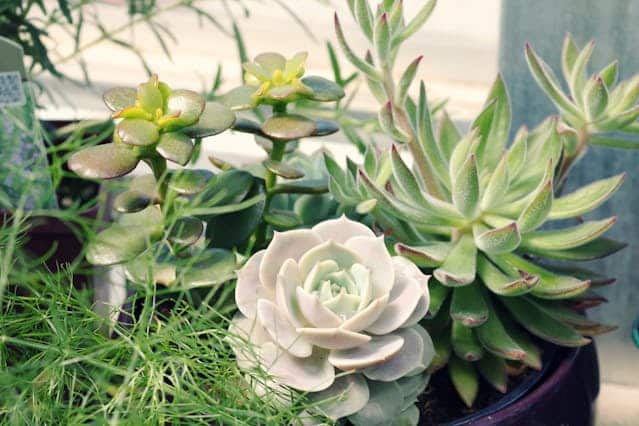 vetplanten buiten