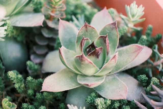 sedum water geven