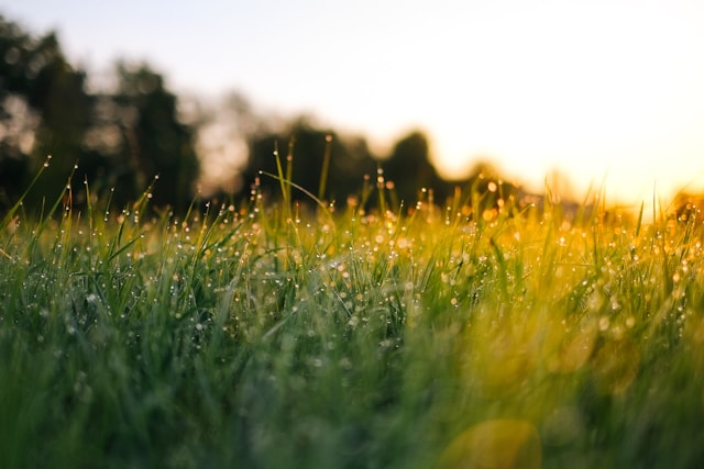 Alternative für Gras