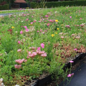 Komplettes Biodivers-Kassettenpaket für Gründächer  Kräuter und 50%  Sedum-Wasserspeicher 35 l/p m²