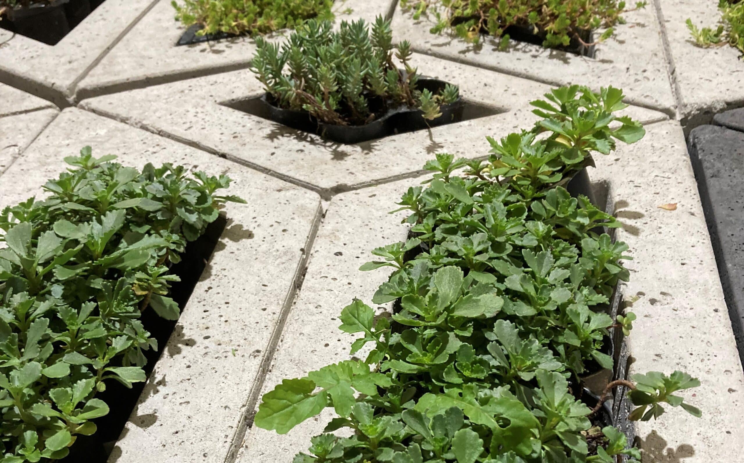 halfverharding in tuin