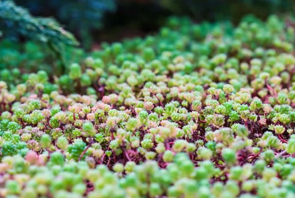 Wann Sedum am besten pflanzen