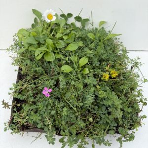 Sedum-Kräutermatte 30x30 cm