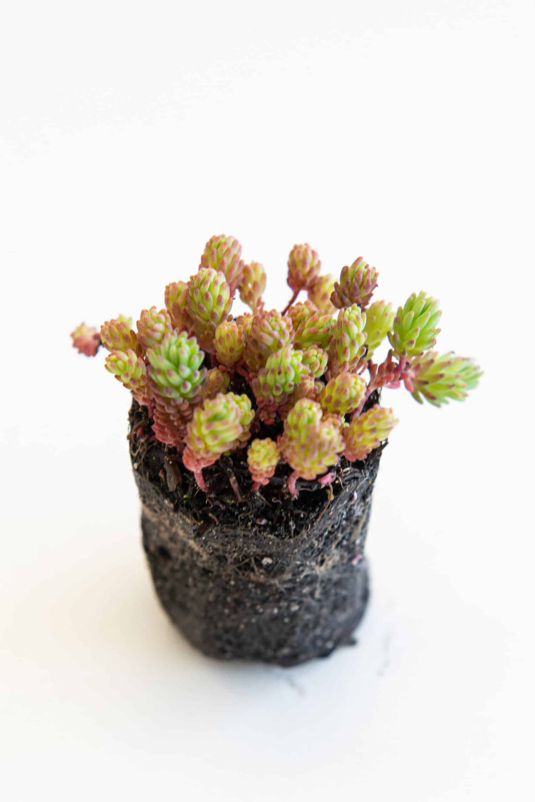 Sedum pluggen planten mix tray – Bild 13