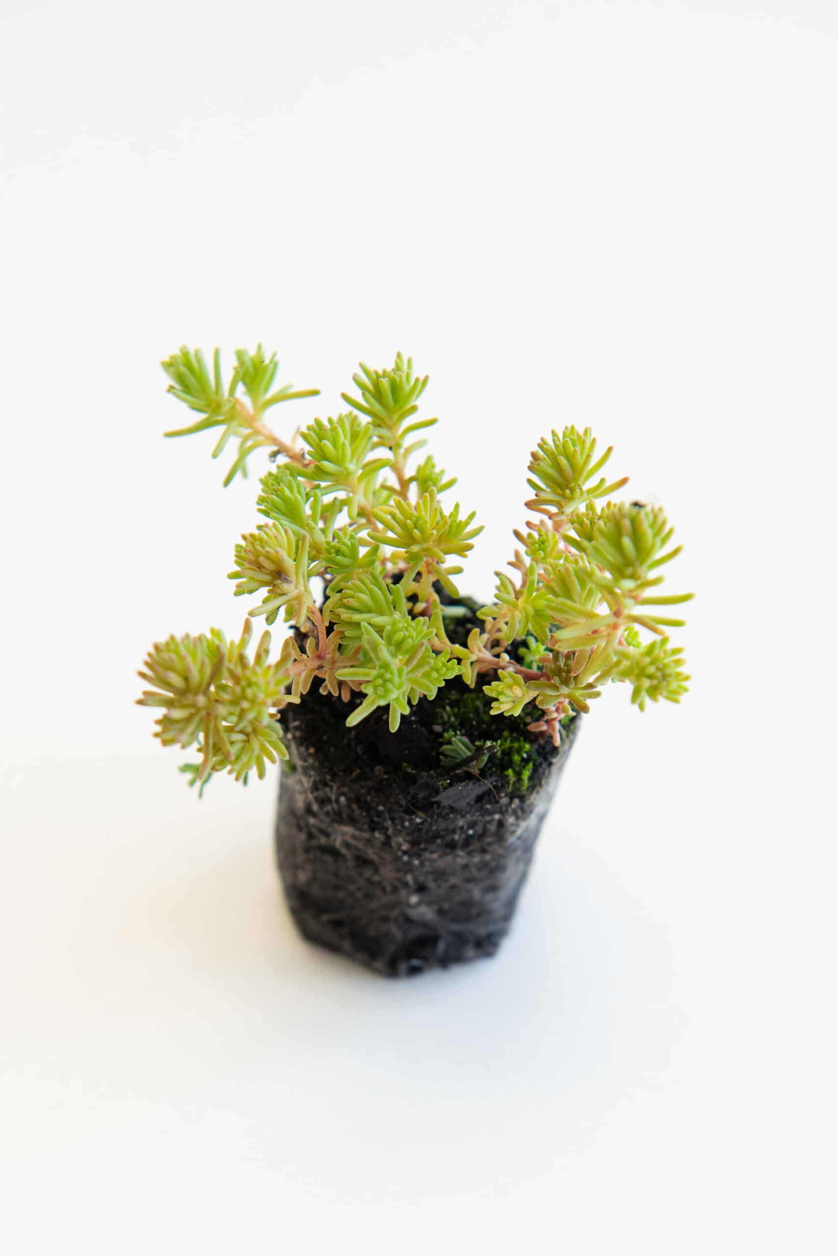 Sedum pluggen planten mix tray – Bild 11