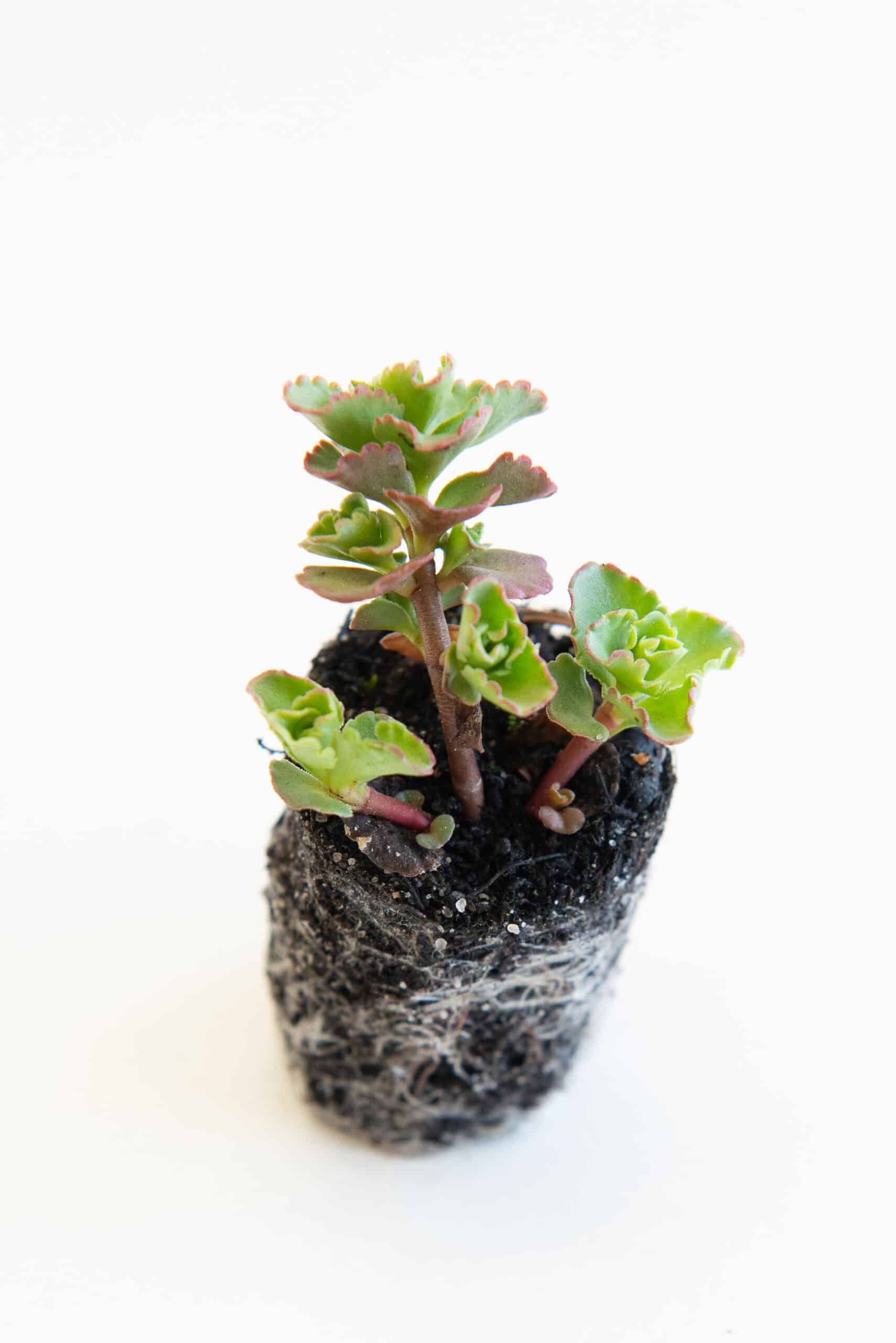 Sedum pluggen planten mix tray – Bild 12