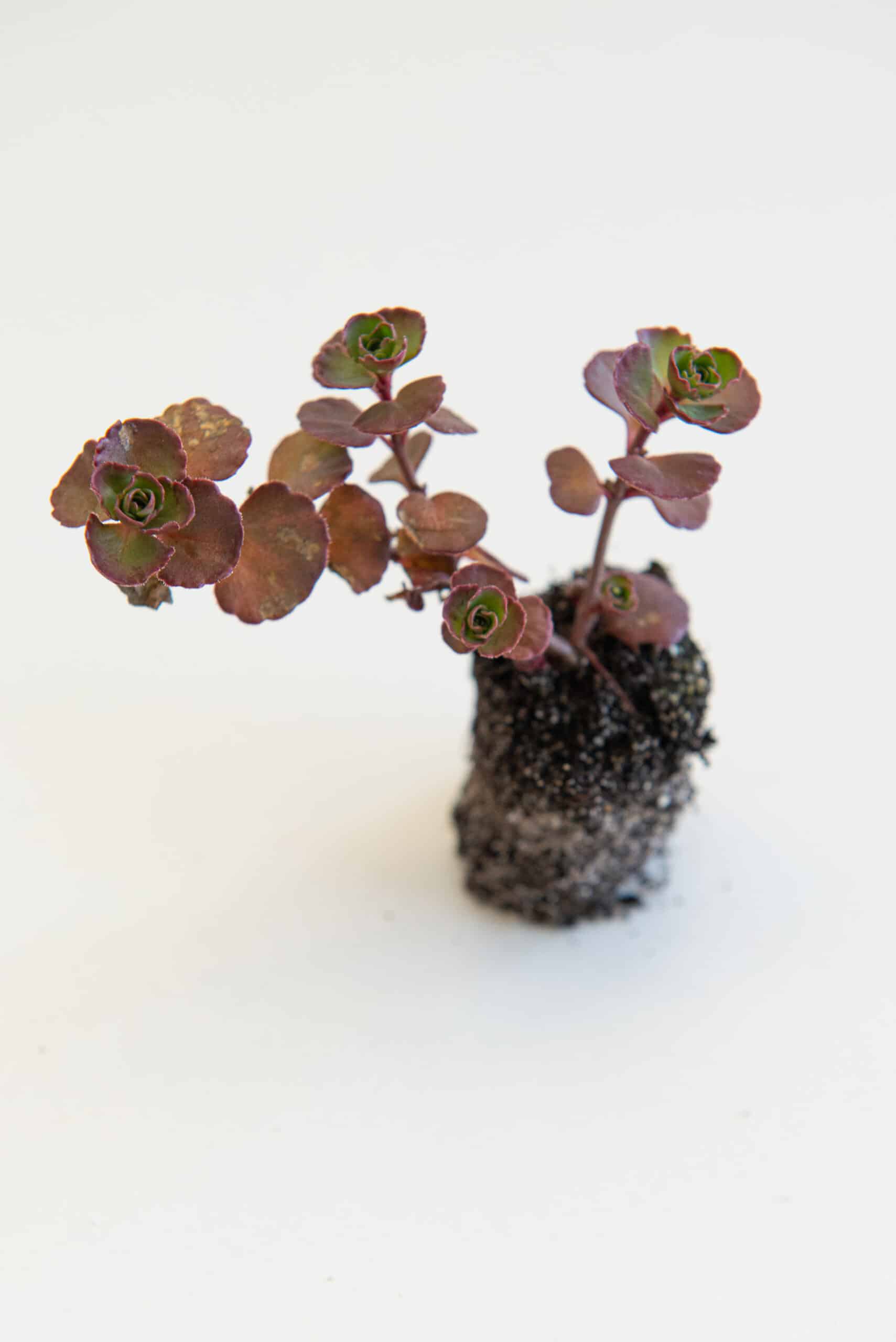 Sedum pluggen planten mix tray – Bild 10