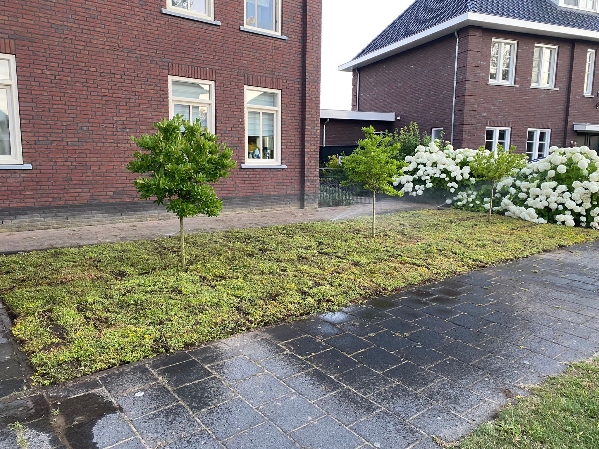 Sedummatten – kant-en-klare groendakmatten voor tuin en dak – Bild 11