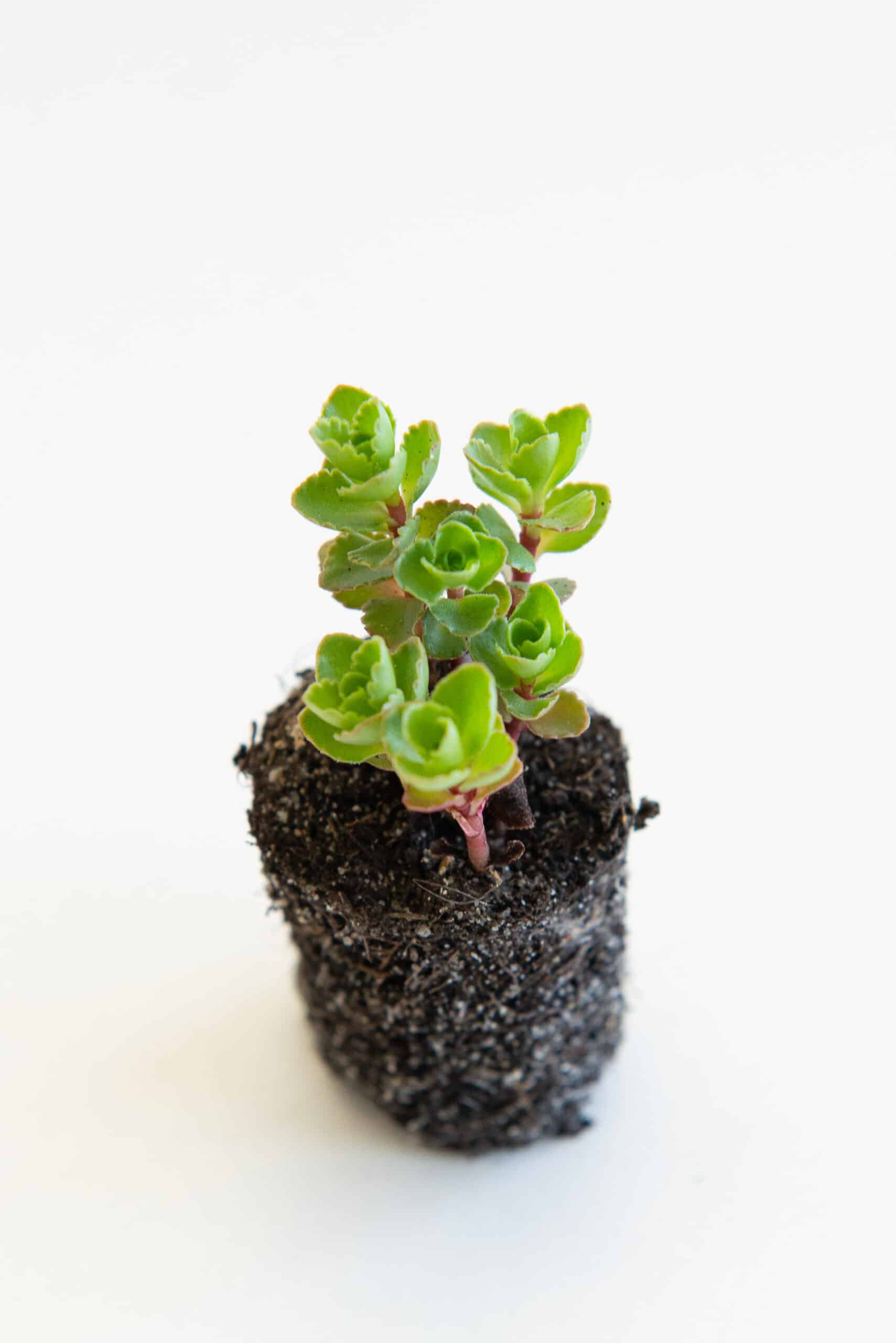 Sedum pluggen planten mix tray – Bild 9