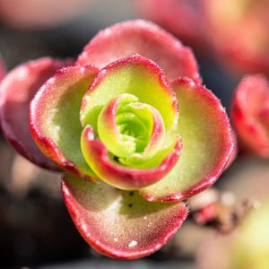 Sedum pflanze paket mit losen pflanzen wasserpuffer 32 liter pro m²