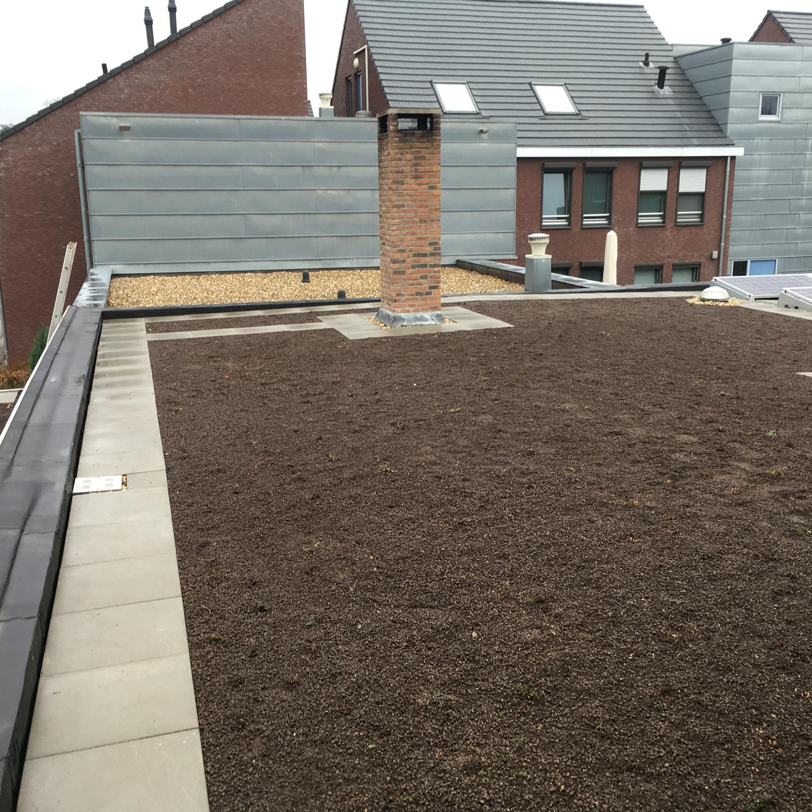 Sedum plant pakket met losse planten waterbuffer 32 liter per m² – Bild 5