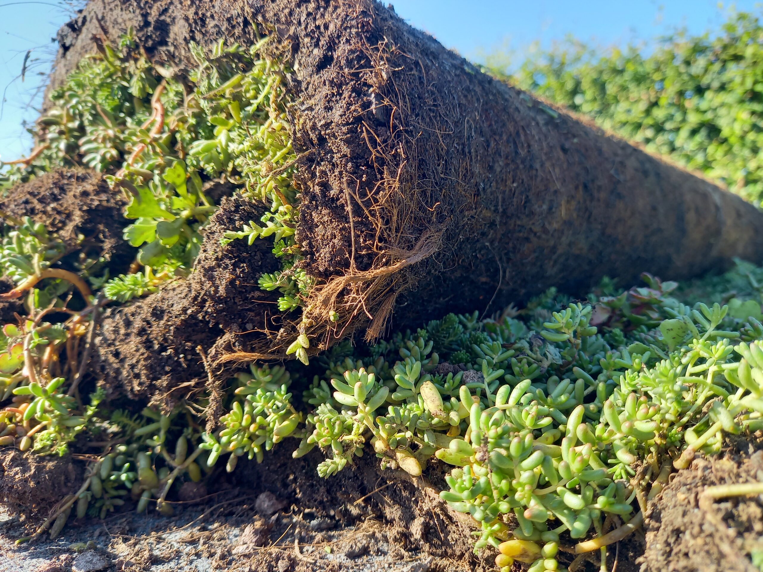 Sedummatten – kant-en-klare groendakmatten voor tuin en dak – Bild 12