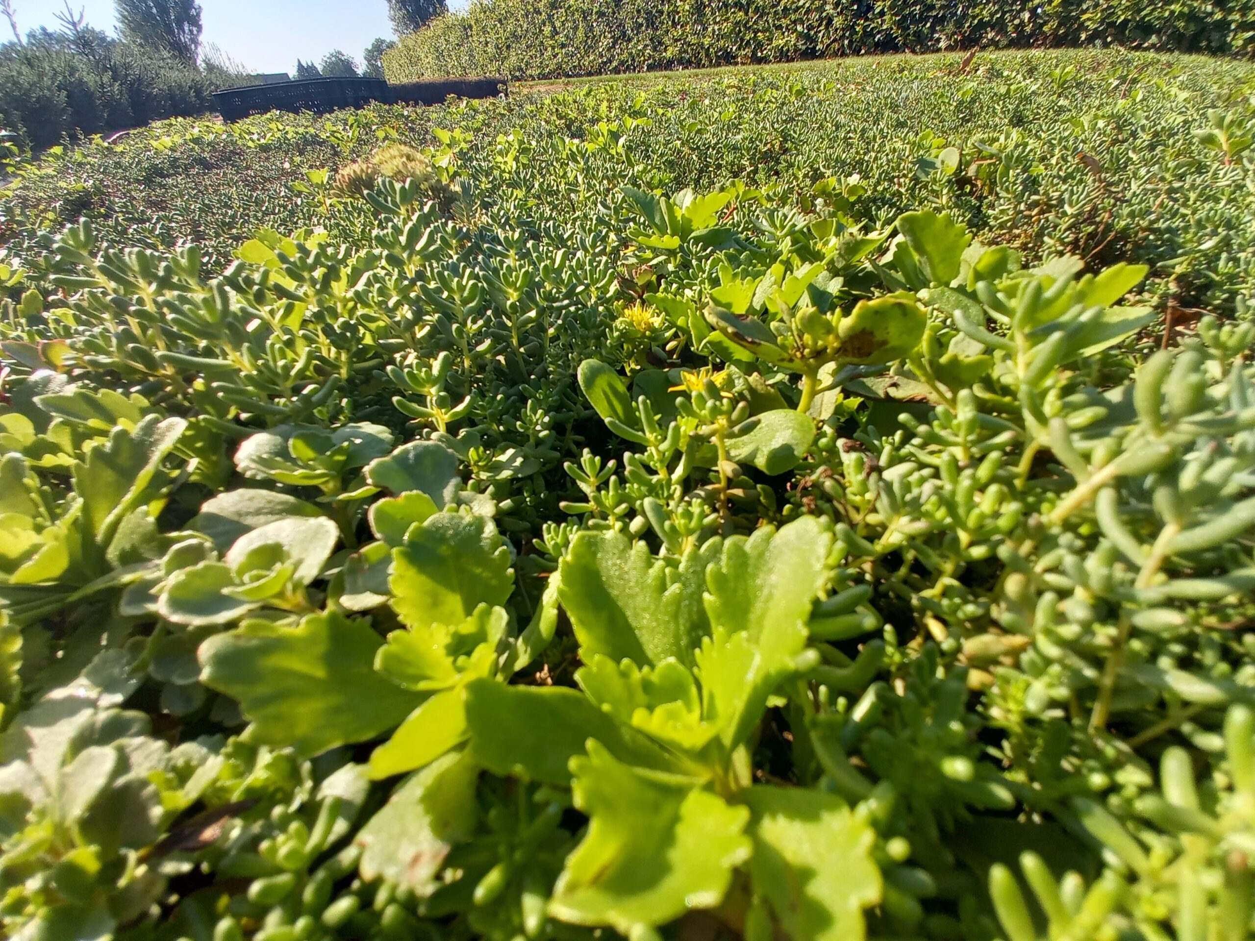Sedummatten – kant-en-klare groendakmatten voor tuin en dak – Bild 15