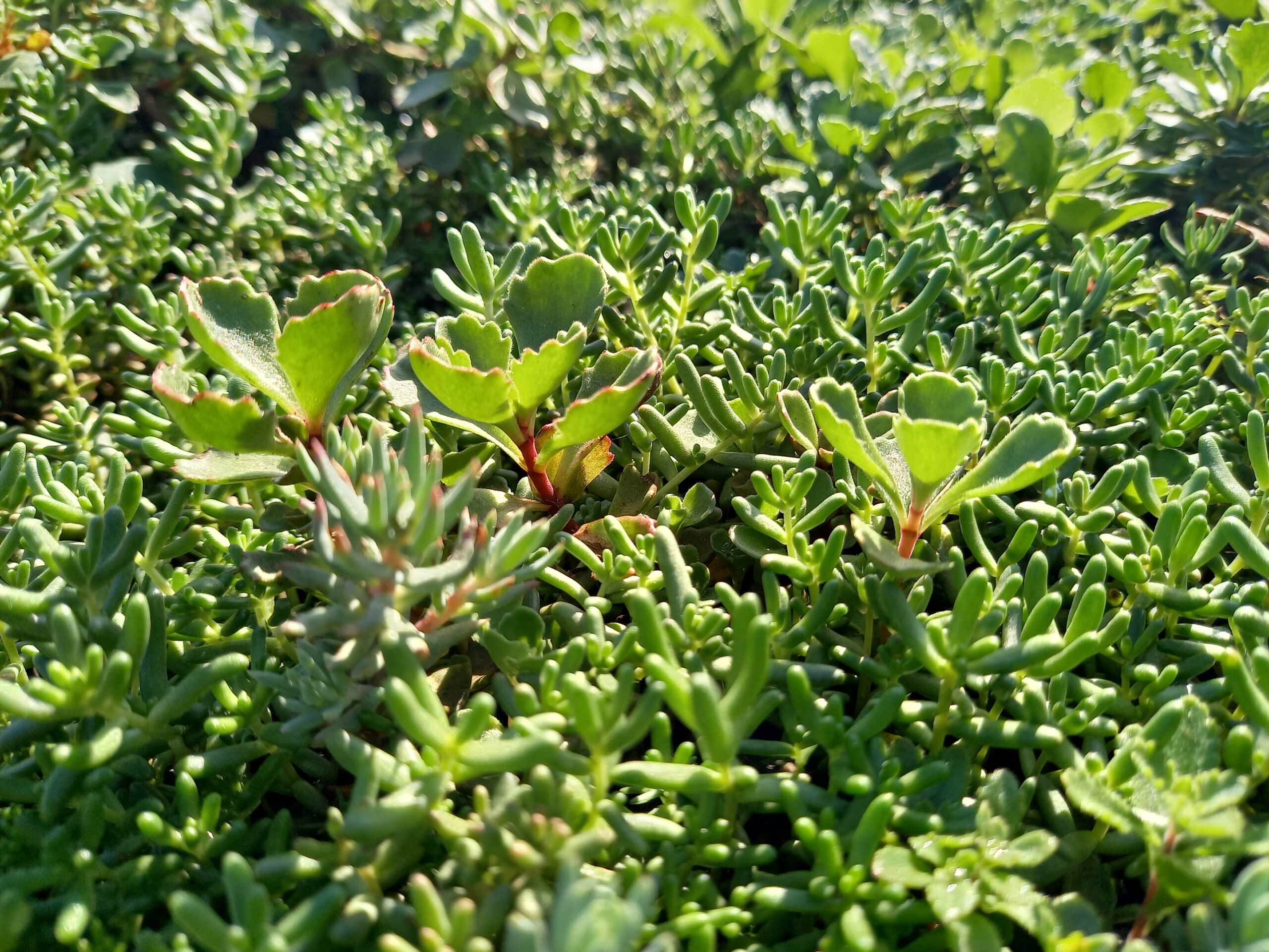 Sedummatten – kant-en-klare groendakmatten voor tuin en dak – Bild 14