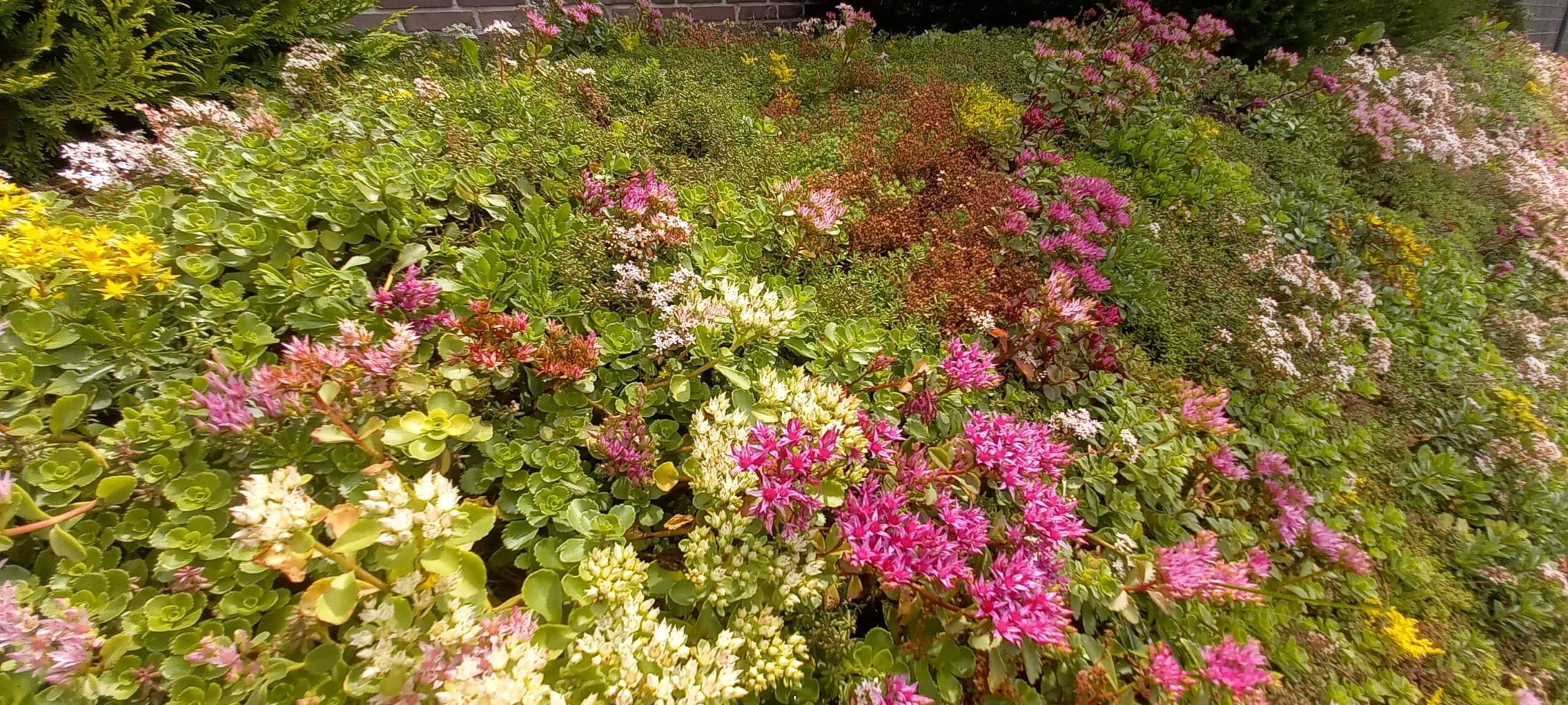 Inheems kruiden en bloemen dak pakket – Bild 6