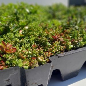 Sedum-Kassetten Leichtgewicht Preis pro Kassette