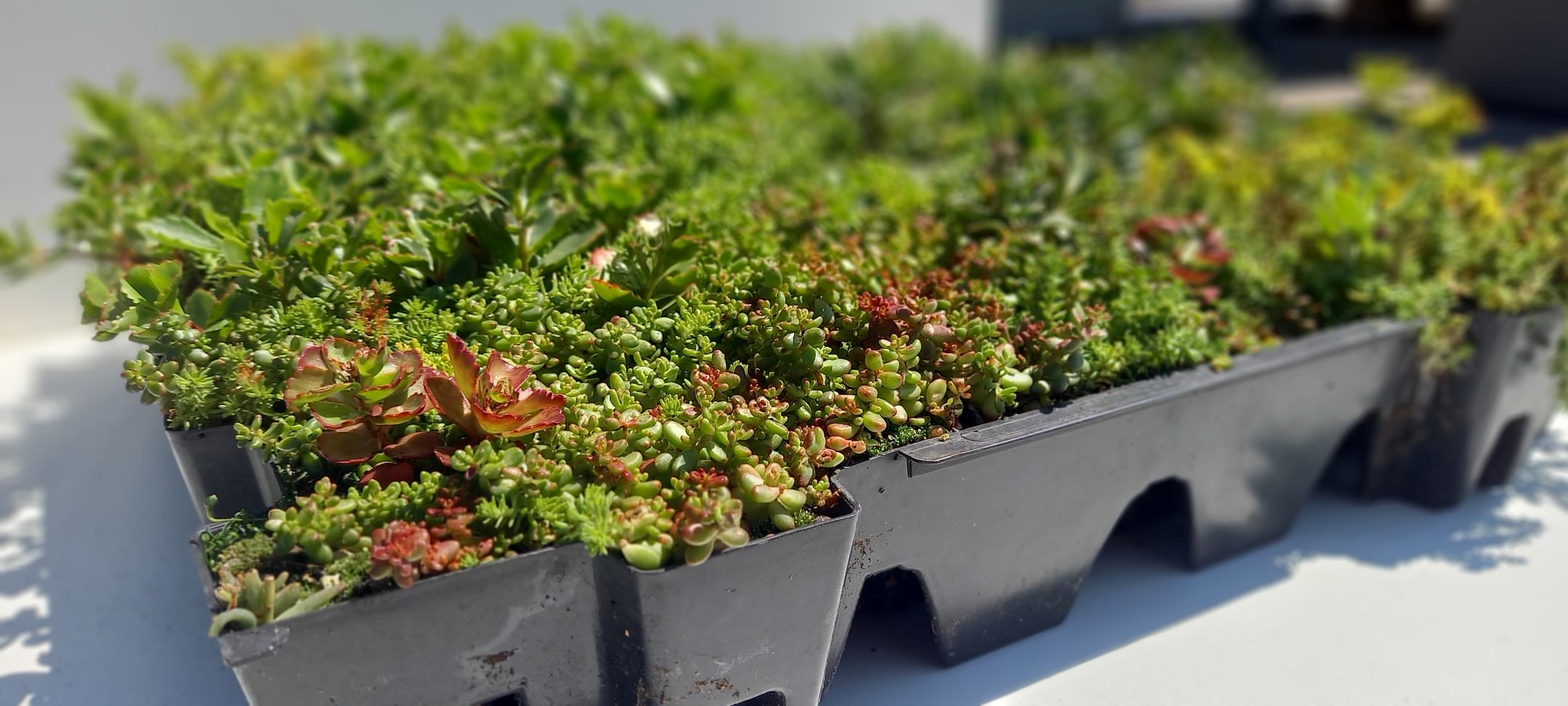 Sedum cassettes lichtgewicht prijs per cassette vanaf € 12,50 – Bild 5