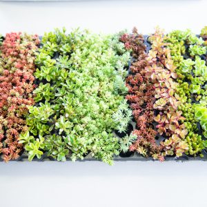 Sedum Stecklinge Pflanzen Mischung Schale
