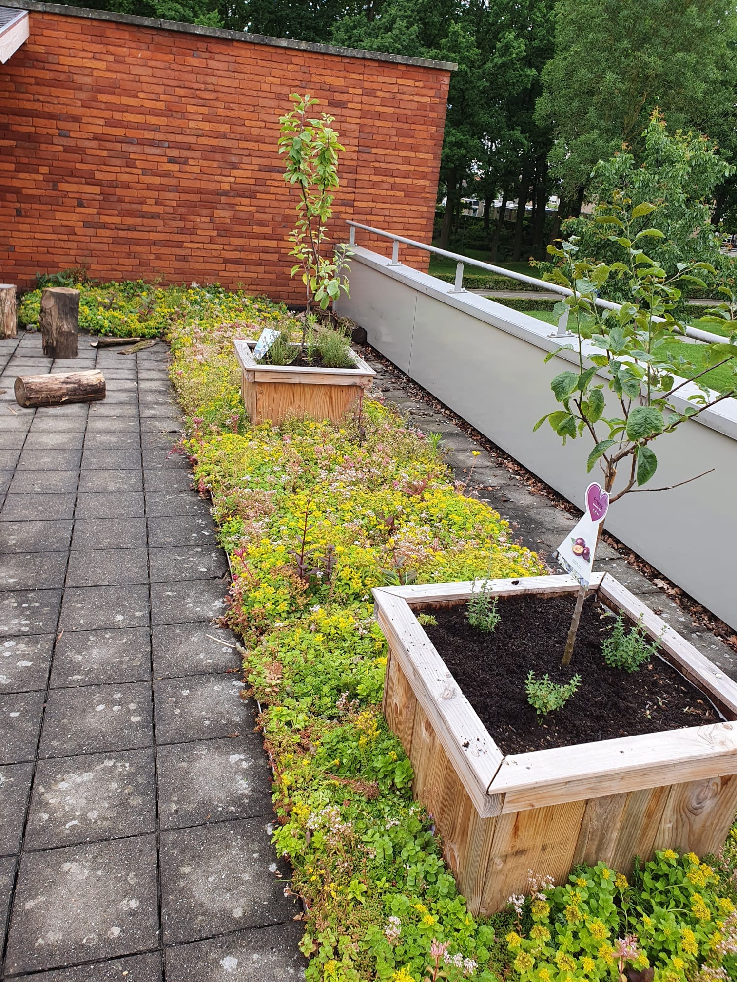 Sedummatten – kant-en-klare groendakmatten voor tuin en dak – Bild 3