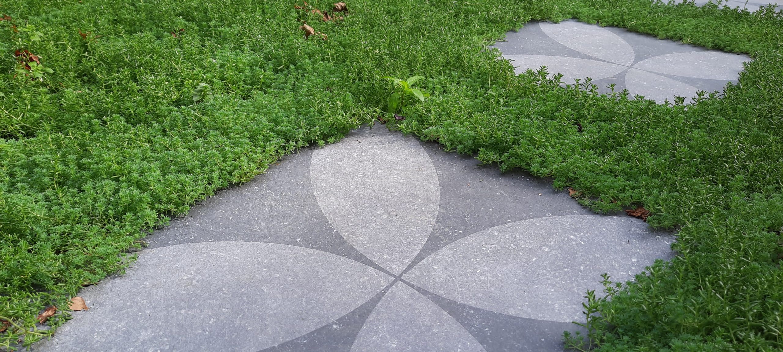 Sedummatten – kant-en-klare groendakmatten voor tuin en dak – Bild 9