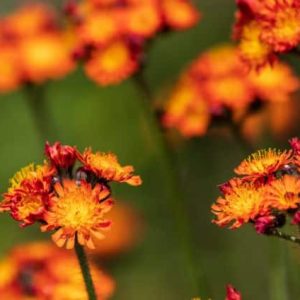 Kräuterpflanzen: Fuchsie Orange-Rot Habichtskraut