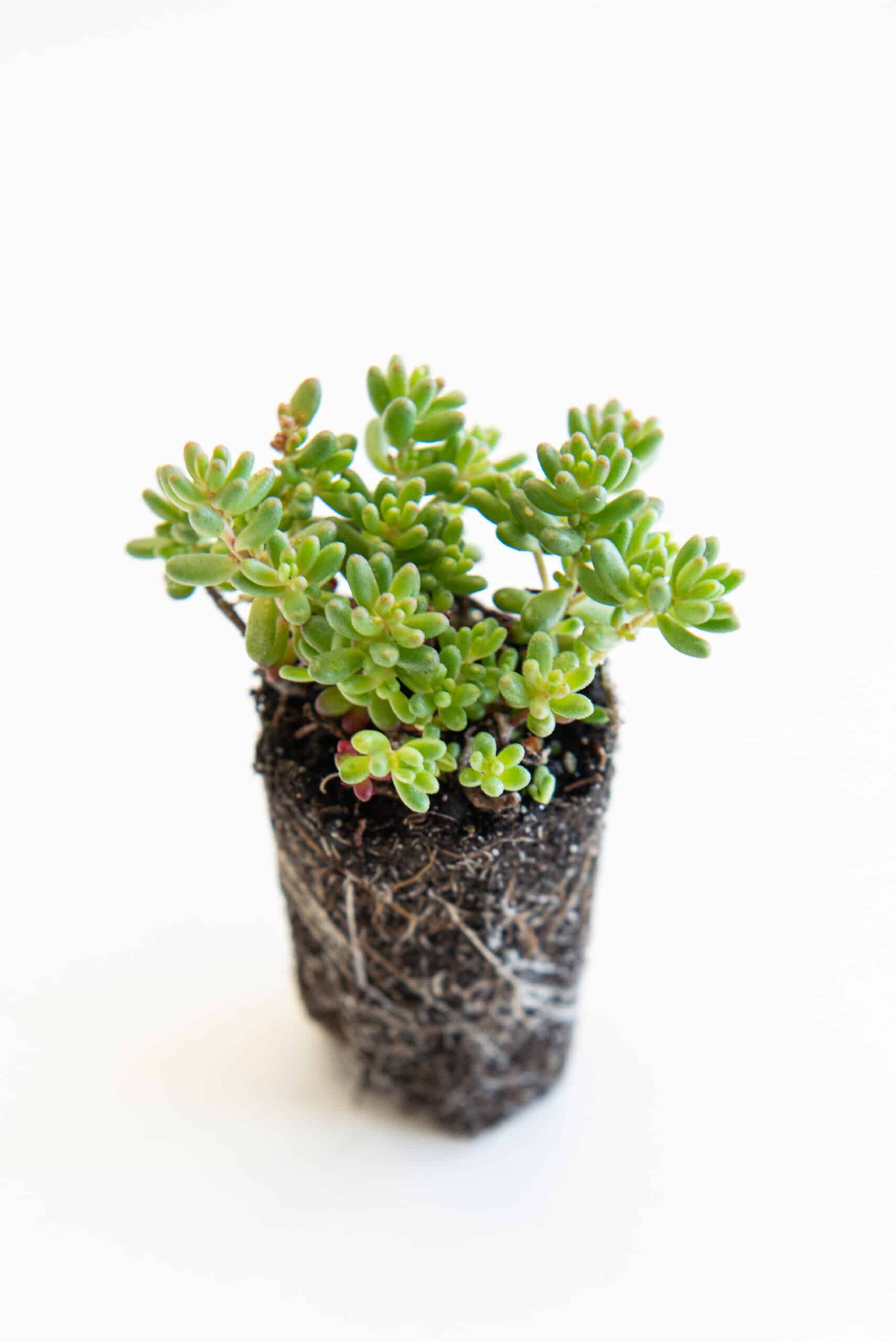 Sedum pluggen planten mix tray – Bild 14
