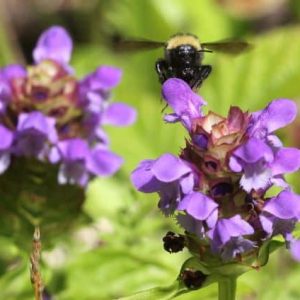 Kräuterpflanze Gemeine Braunwurz, Bienenstock