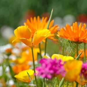 Sedum leichte Kassetten mit einheimischen Sommerblumen