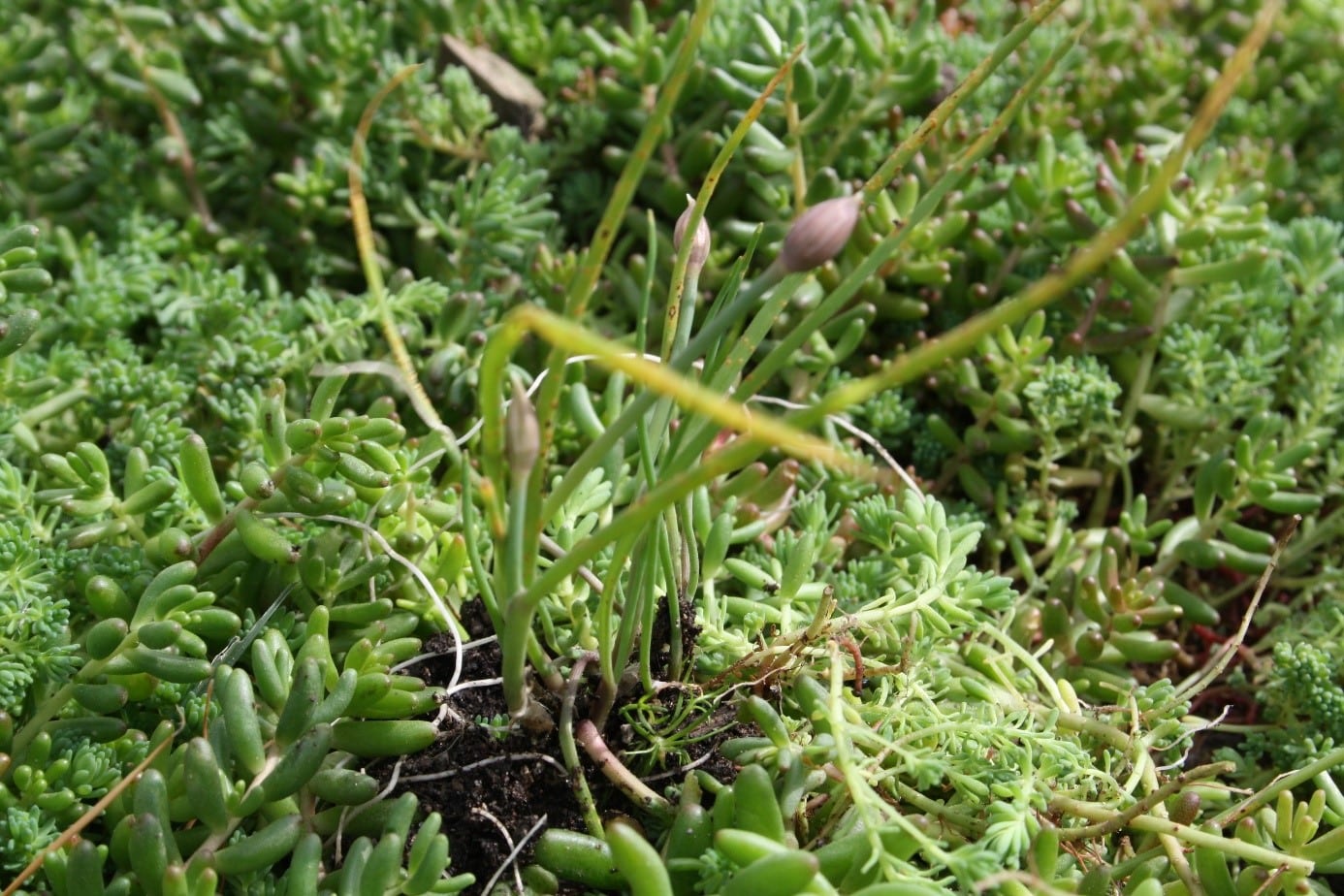 Kruiden planten : Alium schoenoprasum bieslook – Bild 5