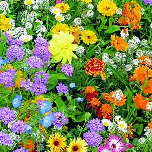 Blumensamen Tütchen 2,5 Gramm