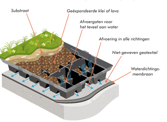 Sedum kruiden cassette met inheemse kruiden compleet pakket – Bild 6