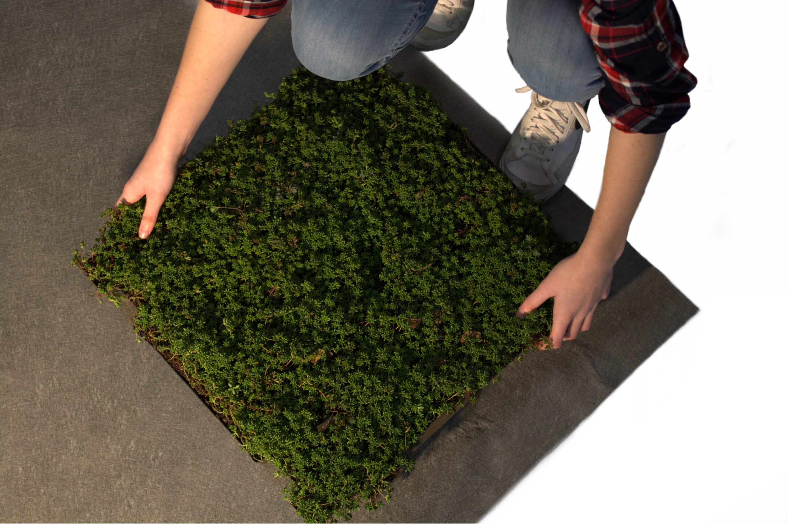 Sedum lichtgewicht cassettes standaard groendak compleet pakket – Bild 6
