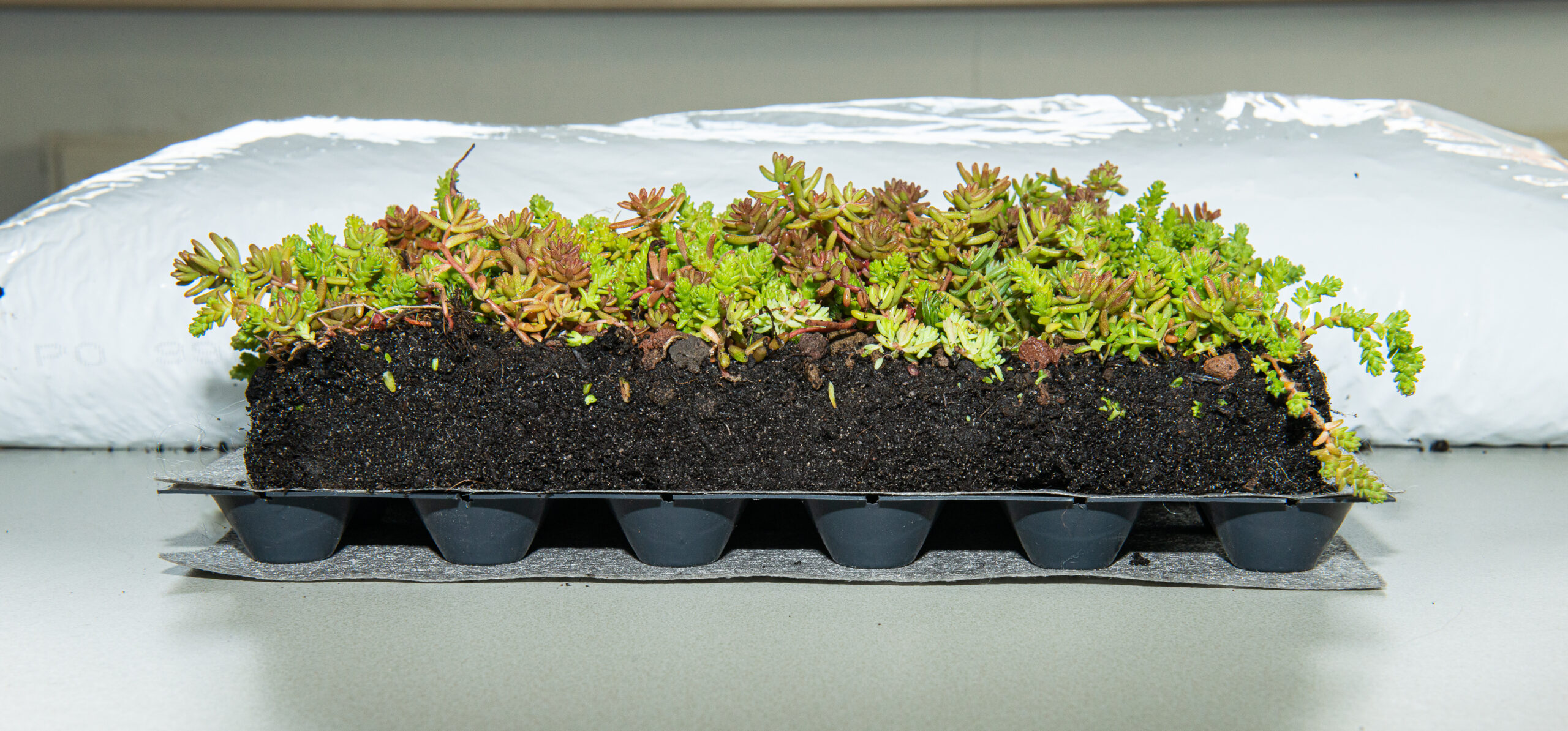Sedum plat dak pakket grote waterbuffer 40 liter per m² – Bild 8