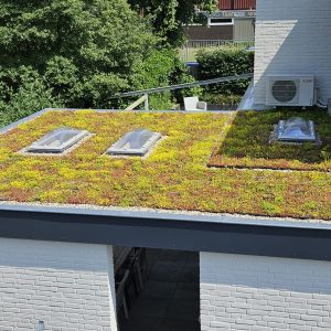 Sedum leichte Kassetten komplett Gründach Paket Wasserspeicherung 25 Liter pro m²