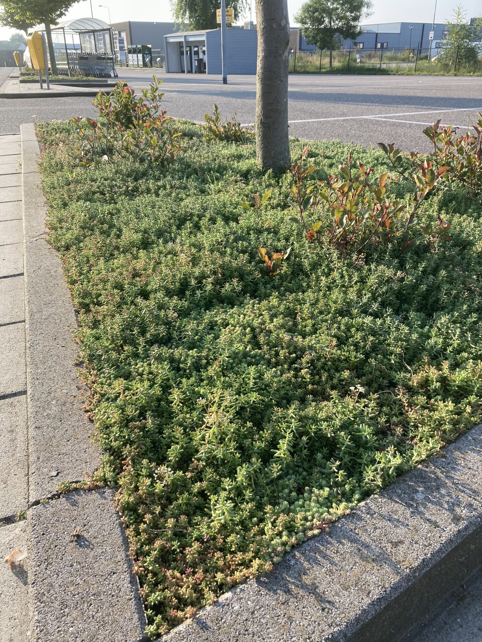 Sedummatten – kant-en-klare groendakmatten voor tuin en dak – Bild 19