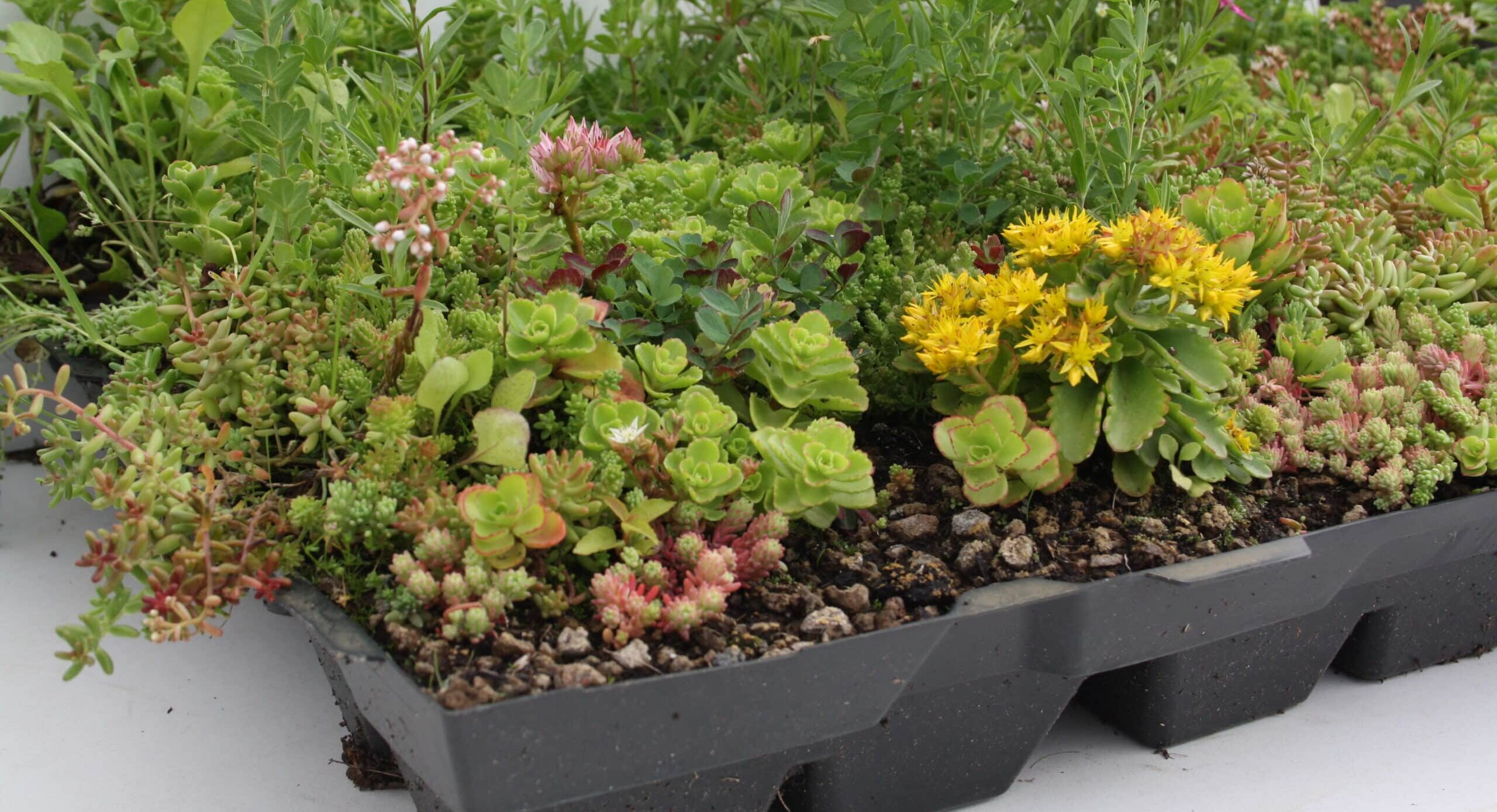Sedum kruiden cassette met inheemse kruiden compleet pakket – Bild 3