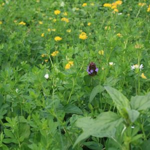 Sedum-bio diverse Kräutermatte fertig mit einheimischen Kräutern