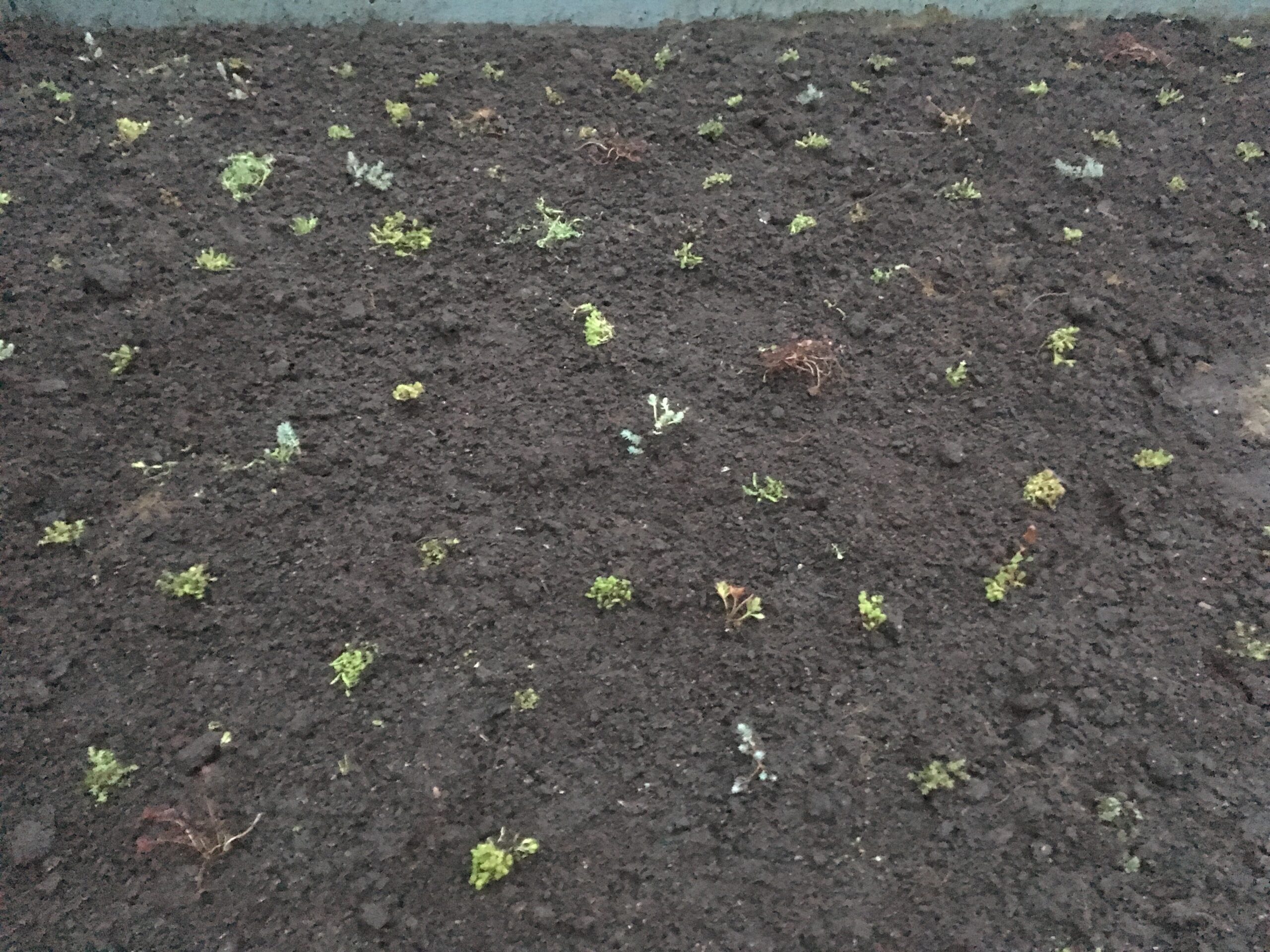 Sedum plant pakket met losse planten waterbuffer 32 liter per m² – Bild 7