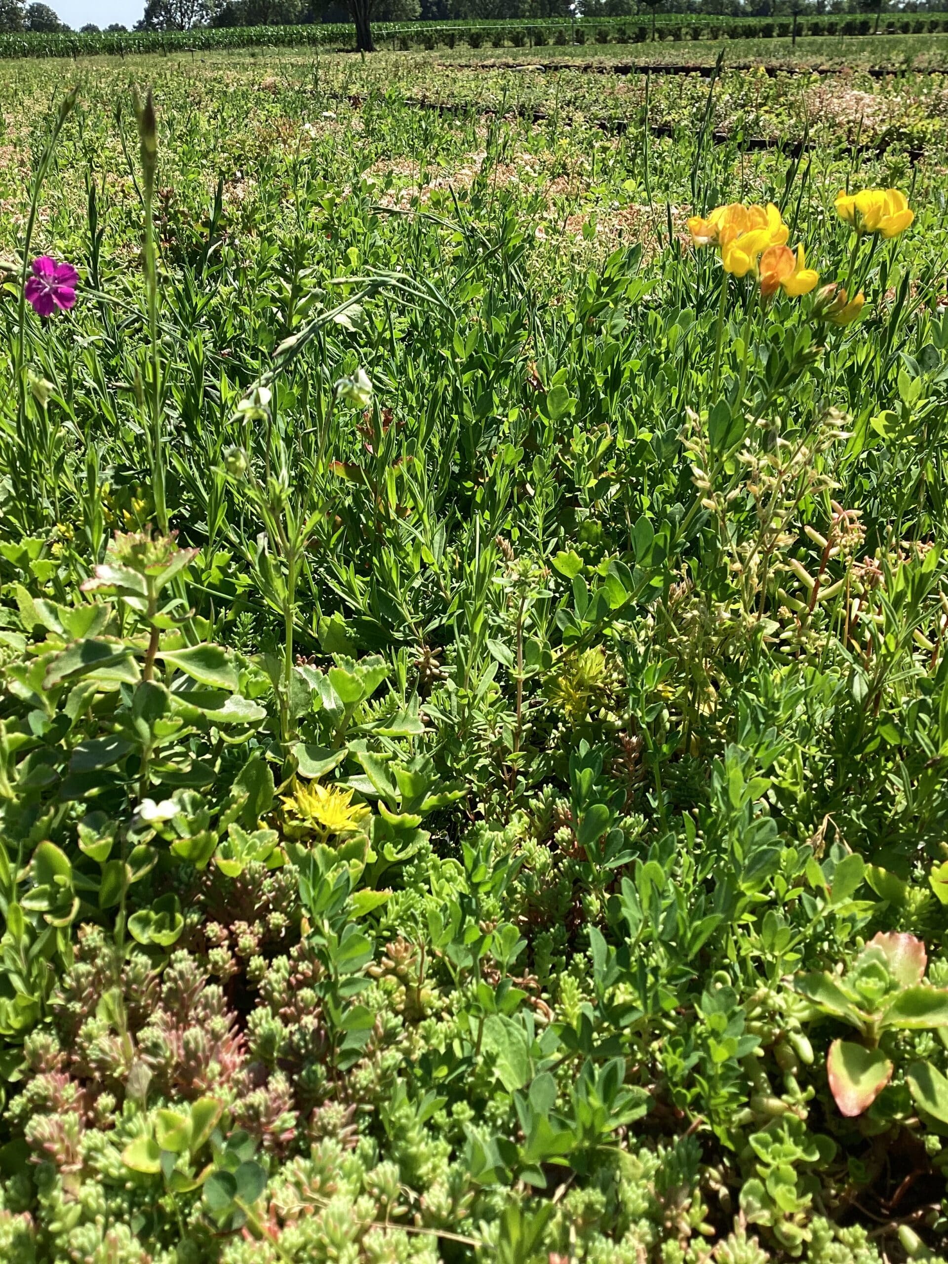 Sedum kruiden cassettes voor meer biodiversiteit prijs per cassette – Bild 2