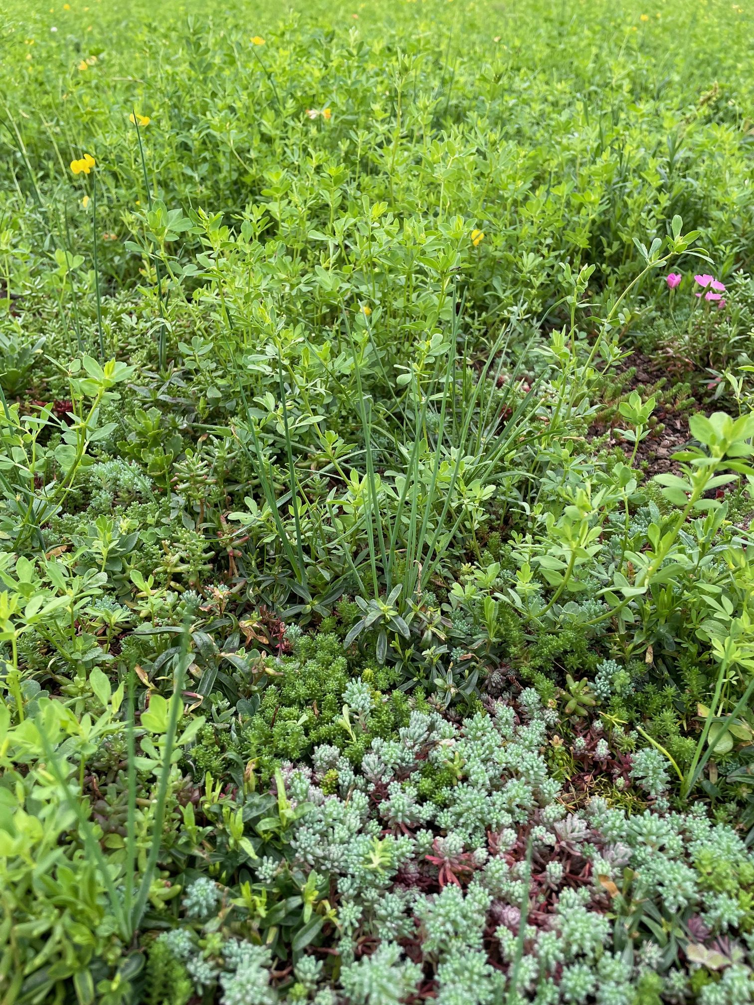 Inheems kruiden en bloemen dak pakket – Bild 3