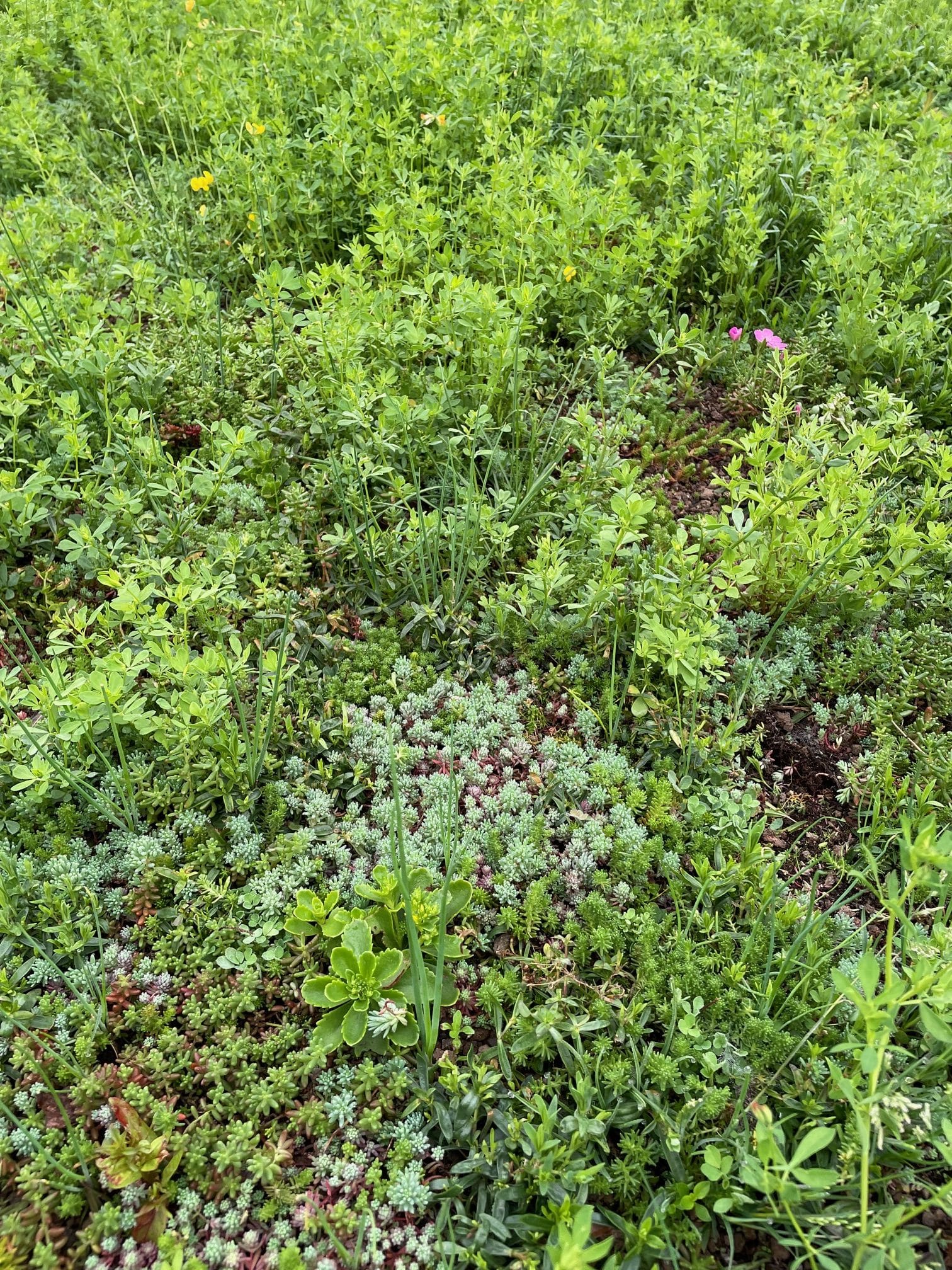 Inheems kruiden en bloemen dak pakket – Bild 4