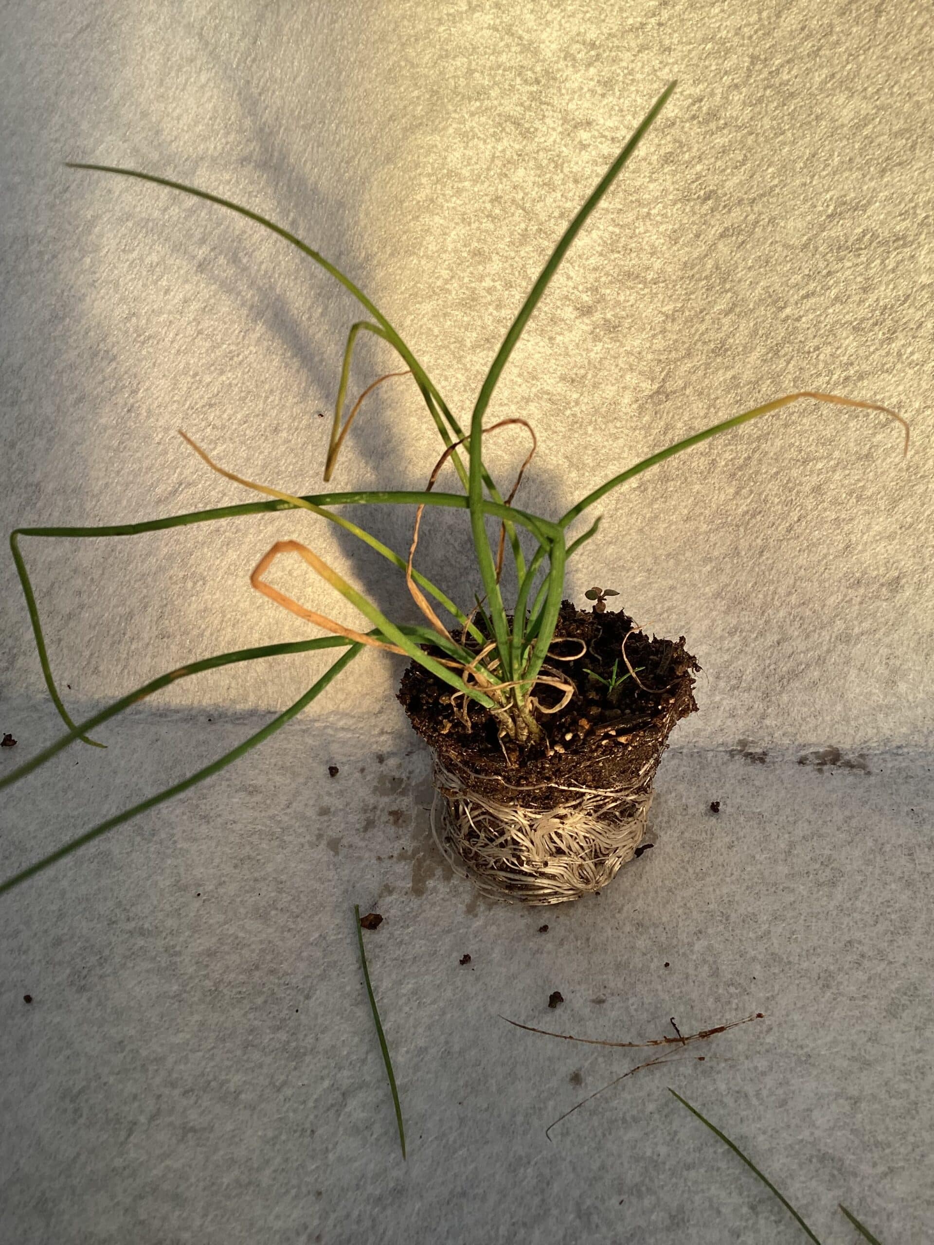 Kruiden planten : Alium schoenoprasum bieslook – Bild 3