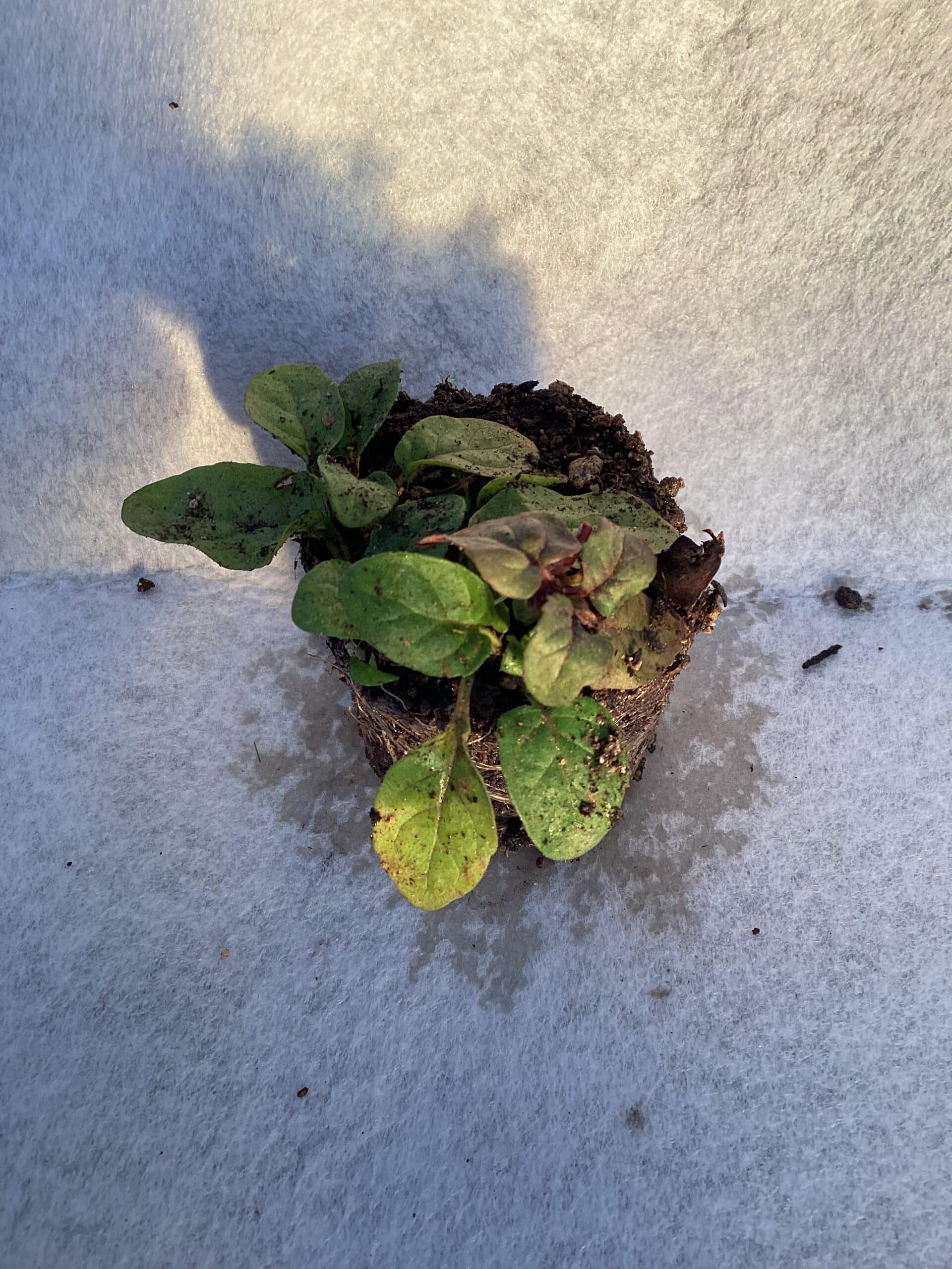 Kruiden planten Prunella Vulgaris bijenkorfje – Bild 3