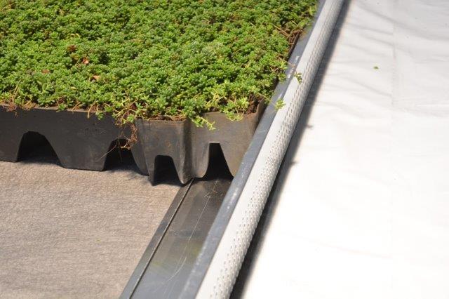 Sedum cassettes lichtgewicht prijs per cassette vanaf € 12,50 – Bild 7
