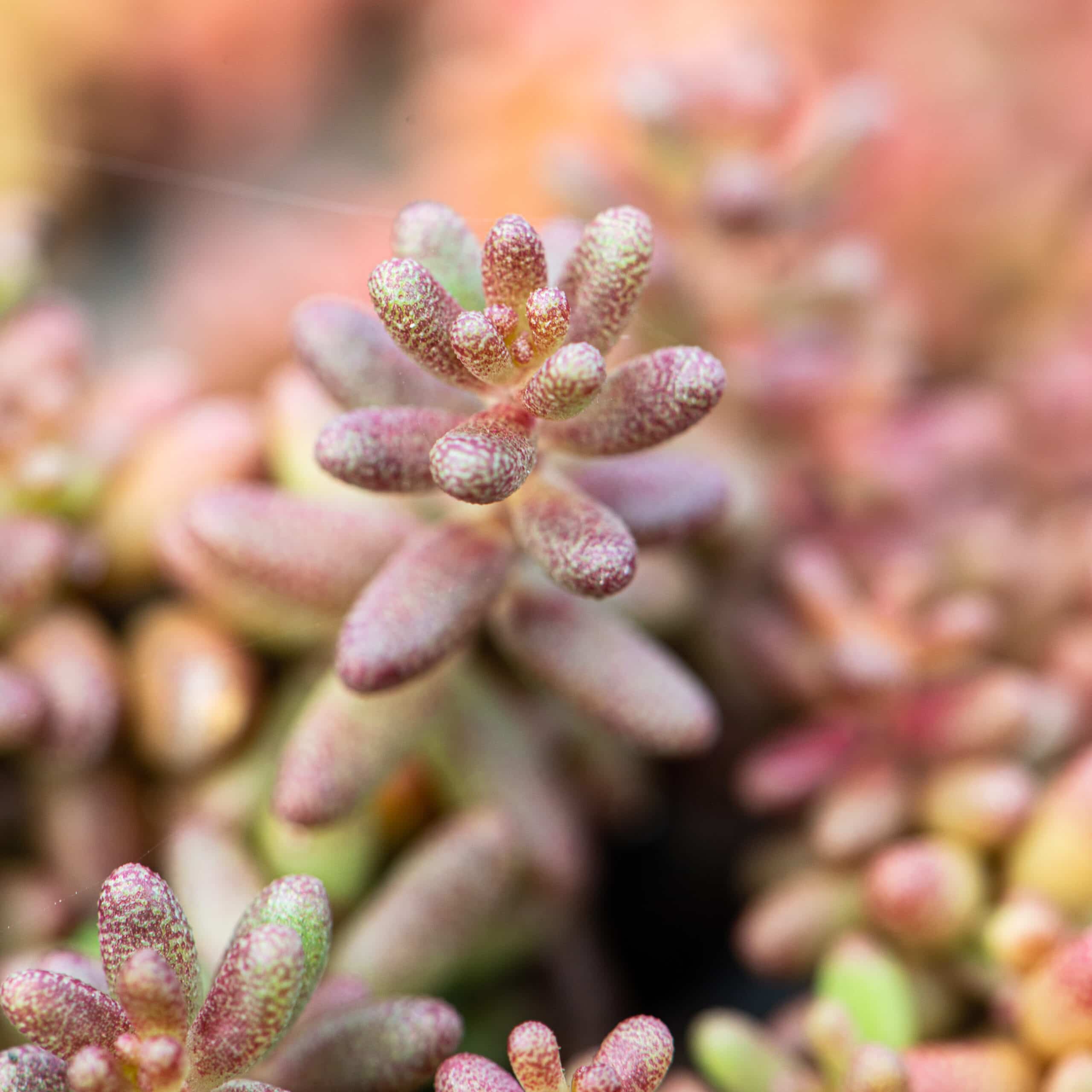 Sedum pluggen planten mix tray – Bild 8