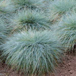 Federgras 'Blue Sprite' Ziergras