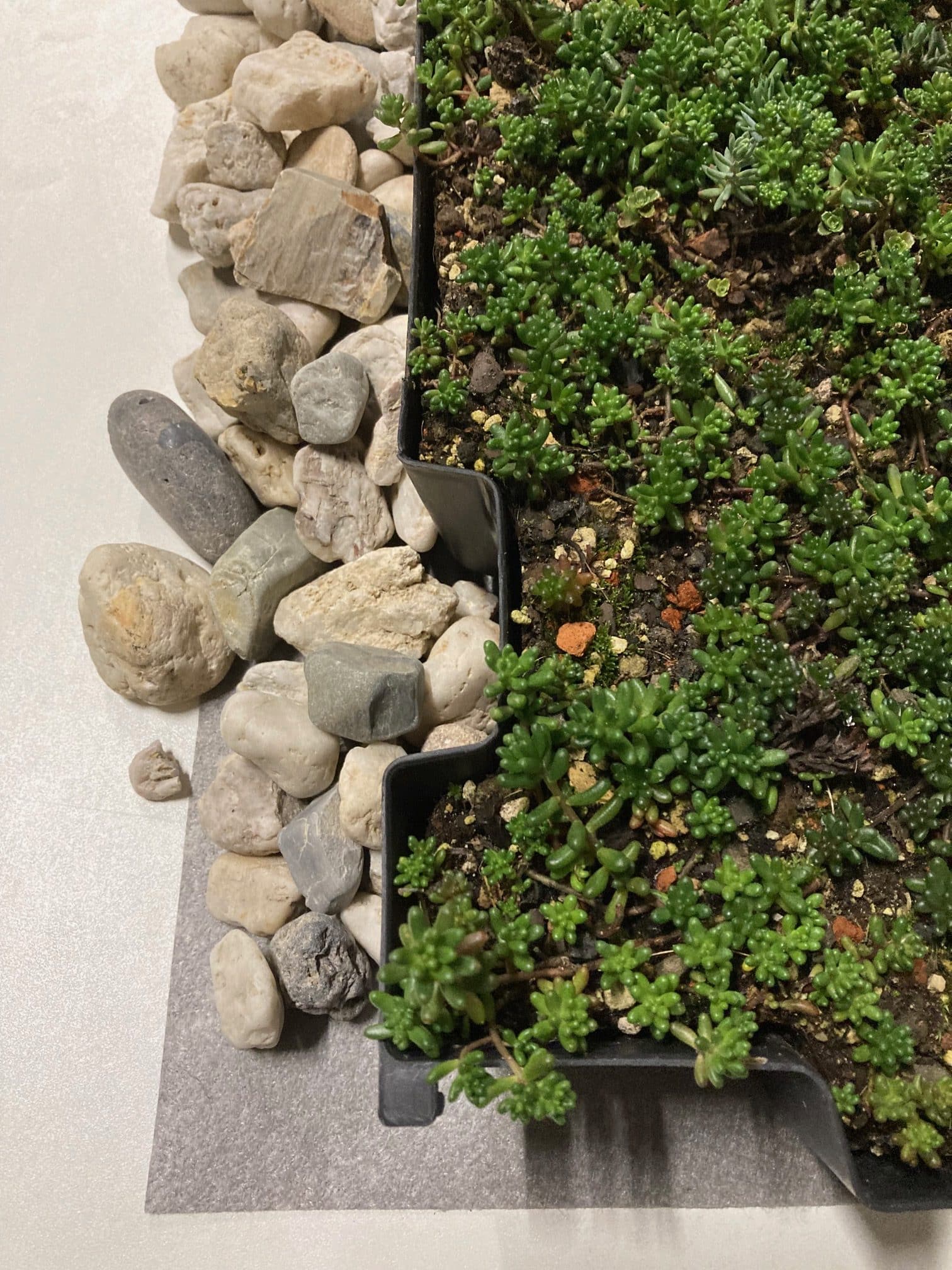 Sedum lichtgewicht cassettes standaard groendak compleet pakket – Bild 5