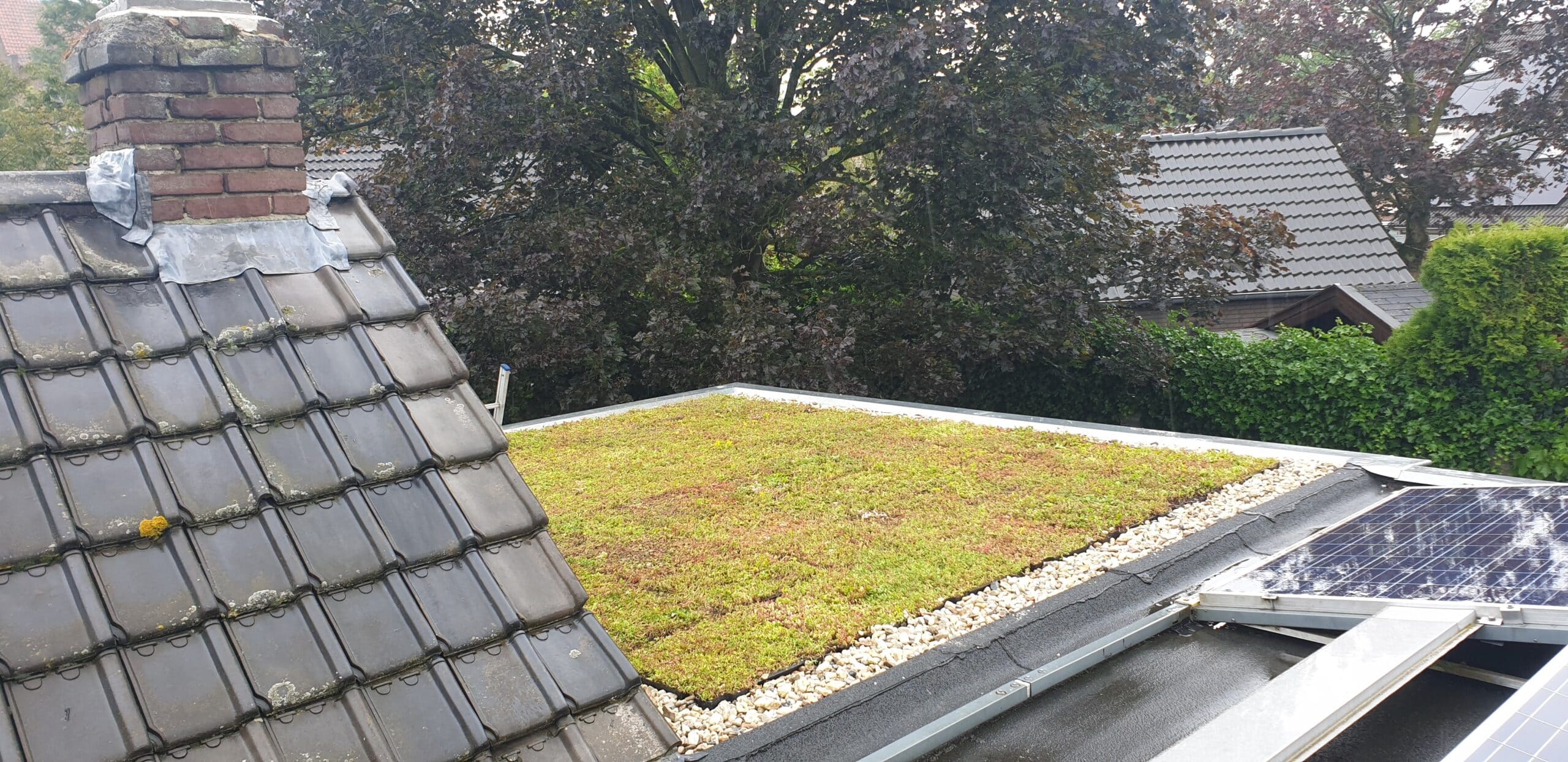 Sedum lichtgewicht cassettes standaard groendak compleet pakket – Bild 2